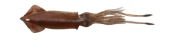 Leurre souple Calamar Savage gear 3D TPE Swim Squid