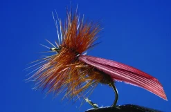 Lot de 2 Tricoptères Brown