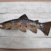 Sculpture Truite Fario sur Cadre